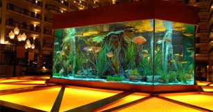 Aquarium Fish Dealers